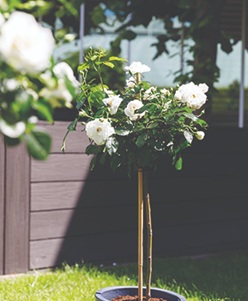 Stamroos van kweker Brightplanten