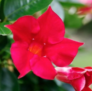 Mandevilla van kweker Brightplanten